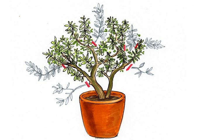Anleitung Für Den Indoor-Anbau Von Olivenbäumen