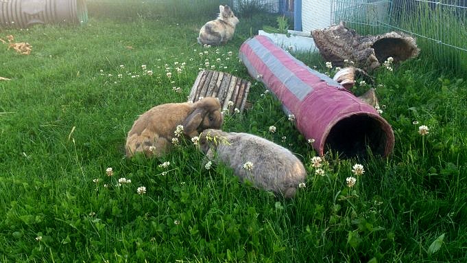 Verschiedene Möglichkeiten, Kaninchen Aus Gärten Fernzuhalten