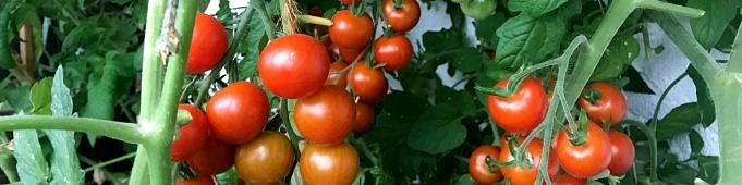 Wie Man Hydroponische Tomaten Anbaut? Bestes Hydroponisches System Für Tomaten To